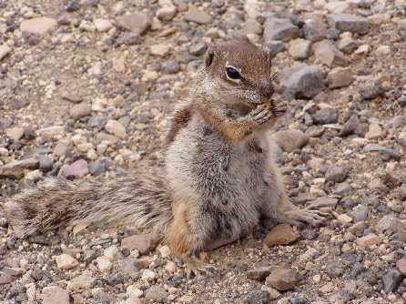 Ein Squirl auf Tenerifa